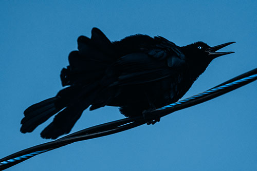 Crouching Great Tailed Grackle Squeaking Atop Cable (Blue Tone Photo)