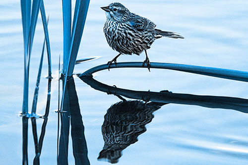 Female Red Winged Blackbird Casts Reflection Atop Bent Water Reed (Blue Tone Photo)