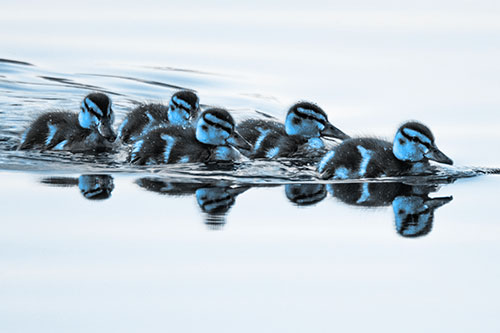 Five Baby Mallard Ducklings Swimming Across Lake Water (Blue Tone Photo)