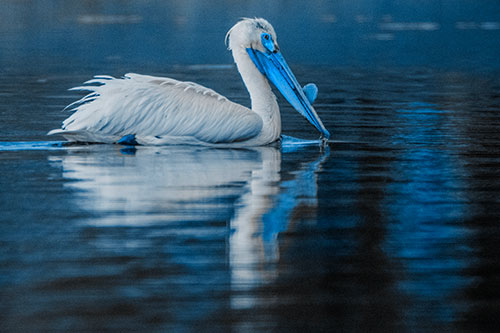 Floating Pelican Reflection Among Lake Water (Blue Tone Photo)