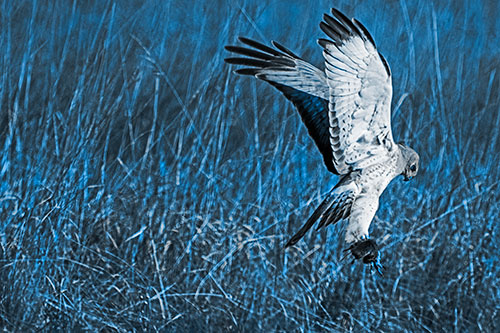 Flying Northern Harrier Marsh Hawk Captures Rodent (Blue Tone Photo)