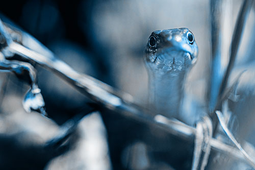 Garter Snake Peeking Head Above Sticks (Blue Tone Photo)