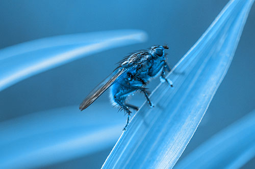 Golden Dung Fly Perched Along Sloping Fescue Grass Blade (Blue Tone Photo)