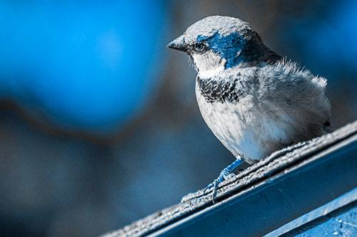Head Tilting House Sparrow Perched Along Rooftop (Blue Tone Photo)