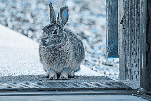 Hesitant Bunny Rabbit Considers Crossing Wooden Bridge (Blue Tone Photo)