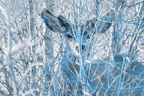 Hidden Mule Deer Watching Behind Tree Branches (Blue Tone Photo)