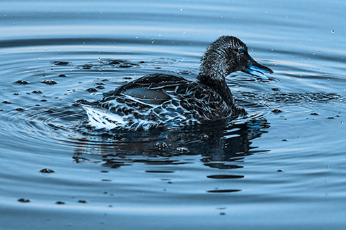 Joyful Water Splashing Mallard Duck Enjoying Calm Lake (Blue Tone Photo)