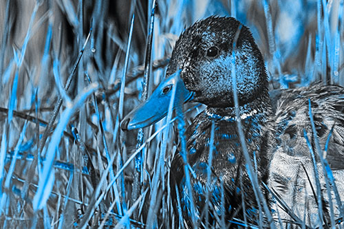 Male Mallard Duck Resting Among Reed Grass (Blue Tone Photo)