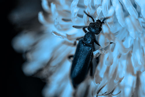 Oedemera Beetle Feasting Among Dandelion (Blue Tone Photo)