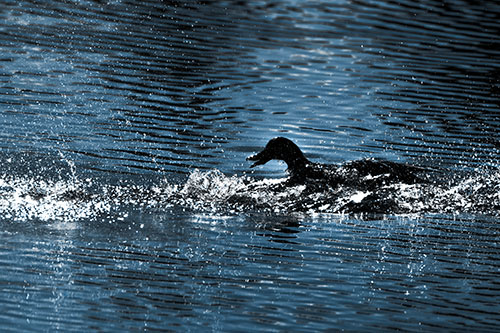 Playful Mallard Duck Gets Splashed Among Lake Horizon (Blue Tone Photo)