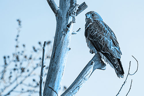 Rough Legged Hawk Perched Atop Tree Branch (Blue Tone Photo)