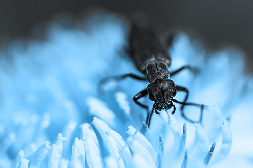 Snarling Oedemera Beetle Eating Dandelion Pollen (Blue Tone Photo)