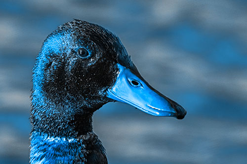Soaked Male Mallard Duck Watching Among Lake (Blue Tone Photo)