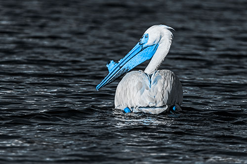 Swimming Pelican Glances Backwards Among Lake Water (Blue Tone Photo)
