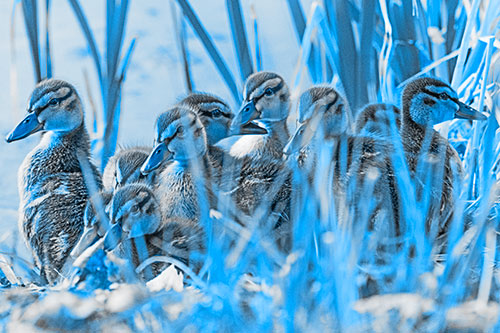 Ten Baby Mallard Ducklings Resting Among Reed Grass (Blue Tone Photo)