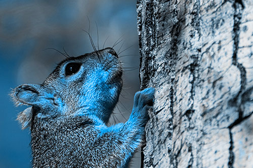 Tree Climbing Squirrel Gazing Upwards (Blue Tone Photo)