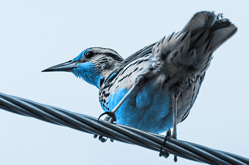 Western Meadowlark Keeping Watch Atop Powerline Wire (Blue Tone Photo)