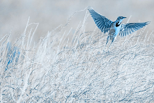 Western Meadowlark Takes Flight Off Branches (Blue Tone Photo)