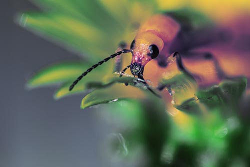 Blister Beetle Feasts Atop Gumplant Flower