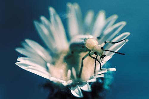 Blister Beetle Guards Gumplant Flower