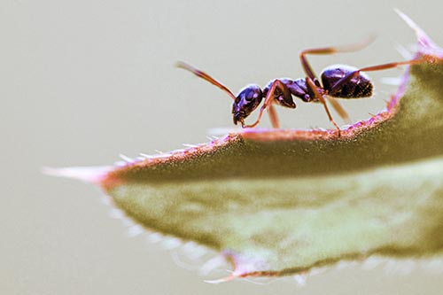 Carpenter Ant Crawls Across Spiky Thistle Leaf