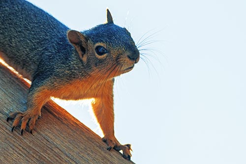 Confused Head Tilting Squirrel Standing Along Wooden Pole