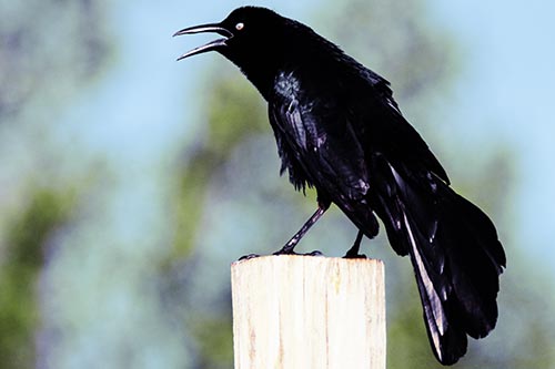 Croaking Great Tailed Grackle Perched Atop Wooden Post