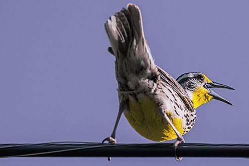 Crouching Western Meadowlark Singing Towards Sunlight