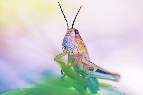 Curious Crouching Grasshopper Perched Atop Leaf Petal