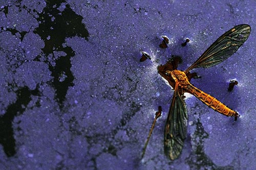 Dead Floating Crane Fly Partly Submerged Among Oily Water