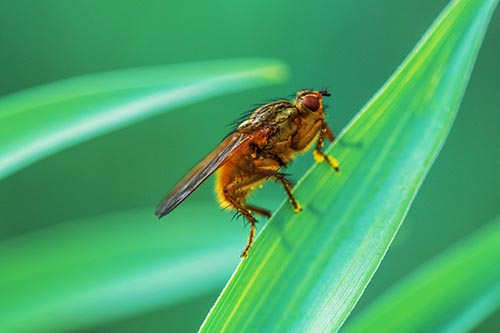 Golden Dung Fly Perched Along Sloping Fescue Grass Blade