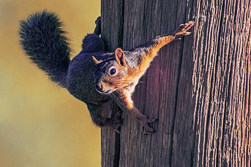 Hyper Squirrel Grips Vertically Onto Wooden Pole