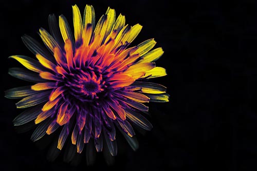 Illuminated Dandelion Flower In Darkness