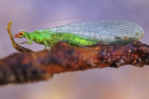 Lacewing Grabs Ahold Twig Branch