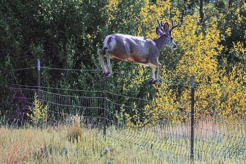 Midair Soaring Mule Deer Flying Over Fence