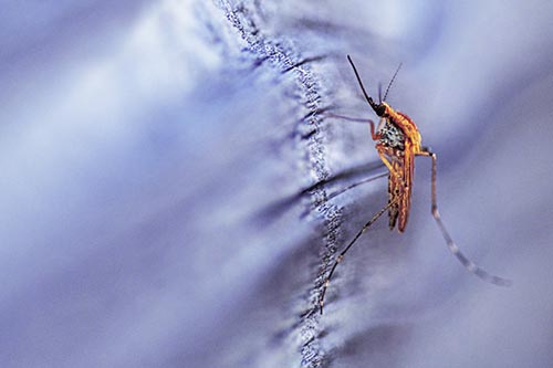 Mosquito Stretches Leg Among Wood