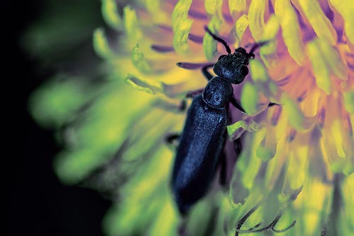 Oedemera Beetle Feasting Among Dandelion