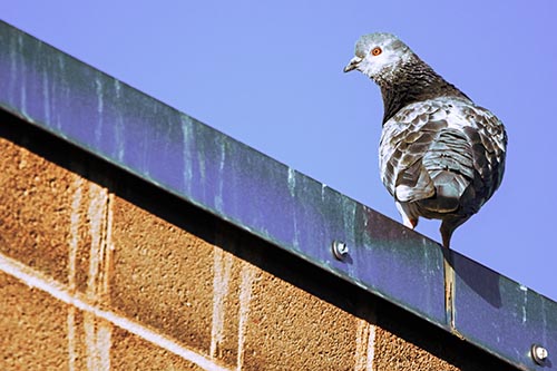Pigeon Glances Backwards Atop Metal Roof Ledge