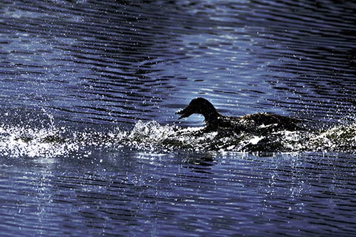 Playful Mallard Duck Gets Splashed Among Lake Horizon