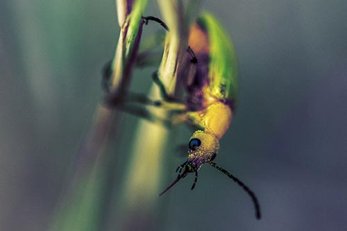 Pollen Faced Blister Beetle Hangs Onto Plant Stem