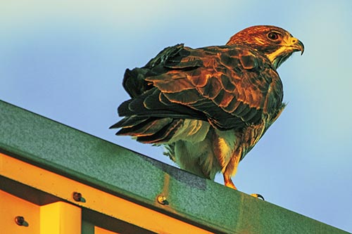 Rough Legged Hawk Enjoying Sunrise Atop Steel Roof Ledge