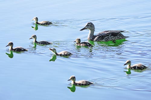 Seven Mallard Ducklings Swimming With Mother