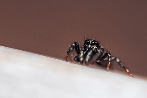 Sloping Perched Jumping Spider Watches Closely