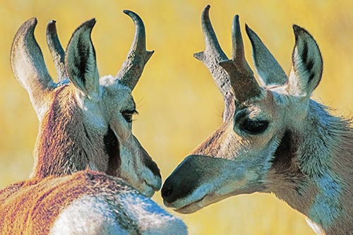 Two Loving Pronghorns Kissing Each Other
