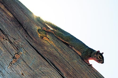 Vertical Splooting Squirrel Spread Downward Along Wooden Pole