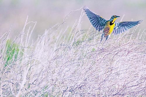 Western Meadowlark Takes Flight Off Branches