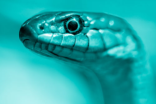 Alert Garter Snake Keeping Eye Out (Cyan Shade Photo)