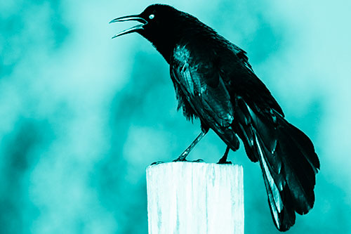 Croaking Great Tailed Grackle Perched Atop Wooden Post (Cyan Shade Photo)