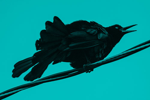 Crouching Great Tailed Grackle Squeaking Atop Cable (Cyan Shade Photo)