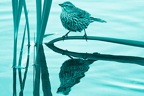 Female Red Winged Blackbird Casts Reflection Atop Bent Water Reed (Cyan Shade Photo)